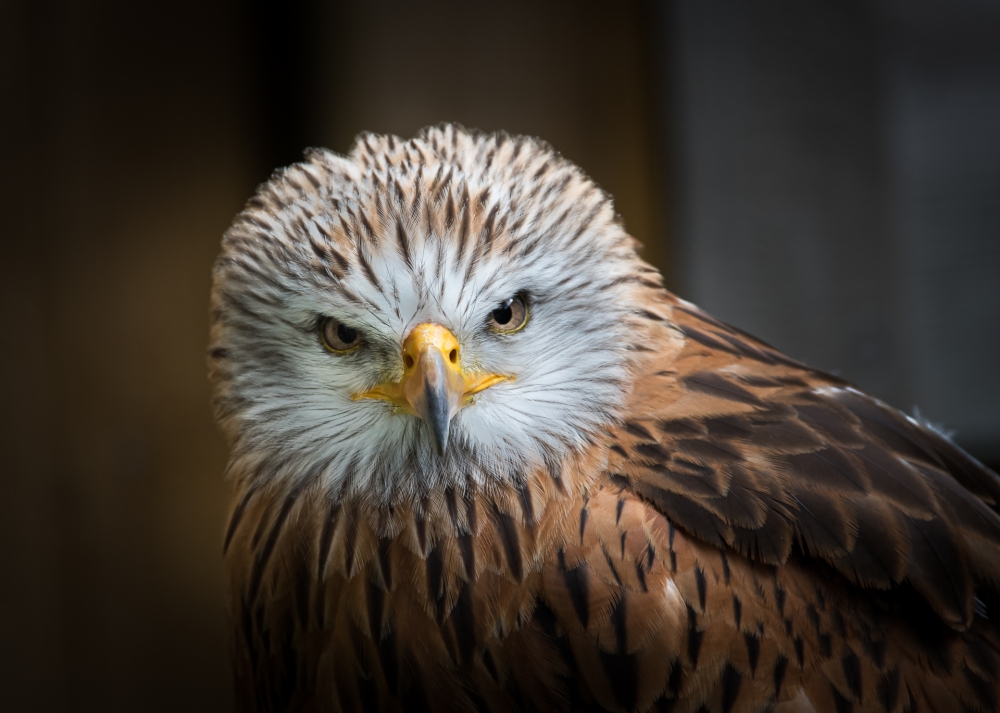 Injured, nursed, released